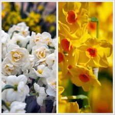 12 Bulbi Di Narcisi Multifiori, Tazzette, Narcisi Profumati