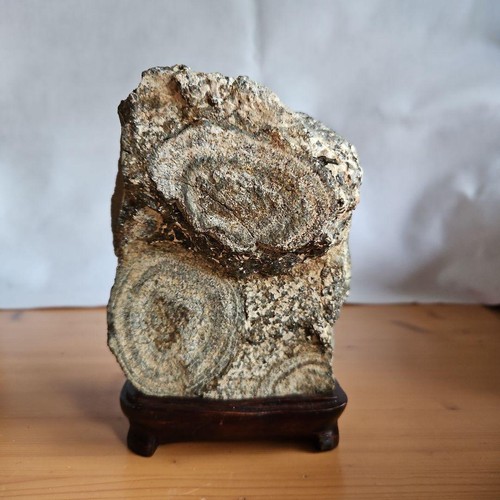 Bonsai suiseki bonseki - bonsai,