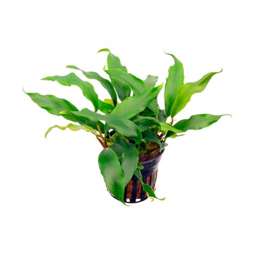 Anubias minima vasetto - anubias,