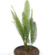 Dioon edule Rio Verde Form