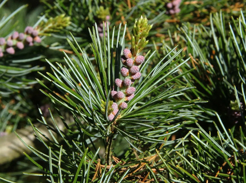 Pino bianco del giappone - pino,