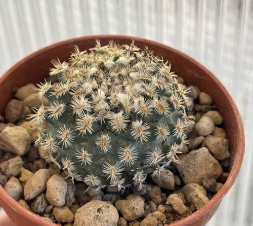 🌵Cactus-Succulenta-Raro-Tur