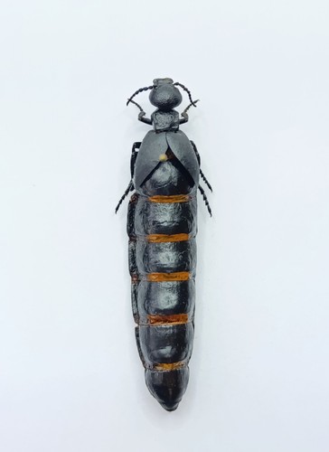 Entomology taxidermy - entomology,