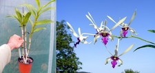 Dendrobium lili marlene - dendrobium,