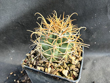 FEROCACTUS CHRYSACANTHUS CACTUS PIANTE GRASSE AGAVE SUCCULENTE 334
