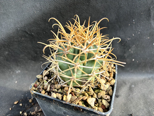 Ferocactus chrysacanthus - ferocactus,