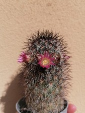 Mammillaria microhelia🌸