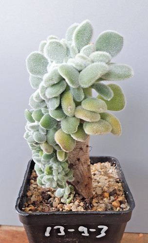 Echeveria pulvinata - , fa