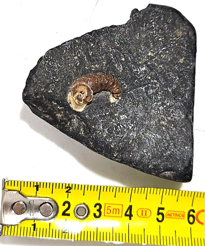 Fossile piccolo invertebrato - fossile,