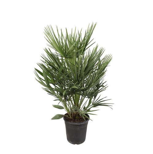 Chamaerops humilis palma - -,