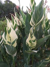 Canna indica stuttgart - canna,