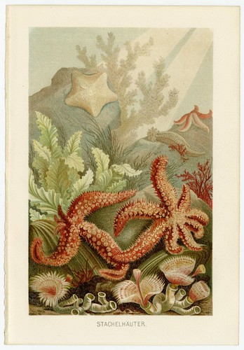 Echidermi stelle marine - stelle,