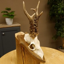 Capriolo Älteres Cervi Bock Corna di Cervo Su Scudo Trofeo 603.243