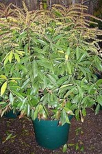 Pieris japonica brouwers - japonica,