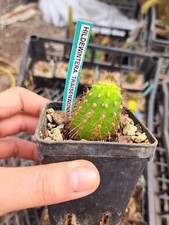 Hildewintera Traisenwonne plant rare plant 