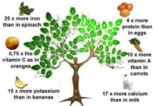 Moringa oleifera albero - oleifera,