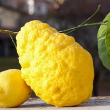 Pianta limone pane in - limone,