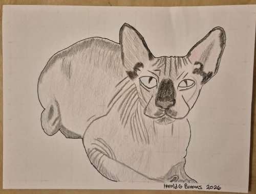 Ritratto artistico gatto
