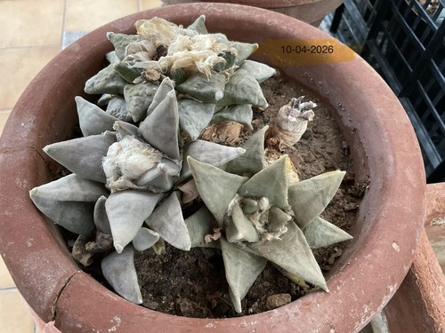 Cactus ariocarpus retusus - 5,
