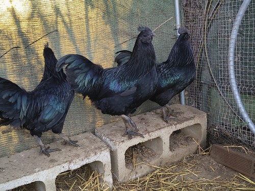 Uova feconde fertili cemani - feconde,