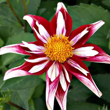 Sale468 Dalia Fashion Monger