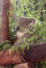 1 cartolina postale koala