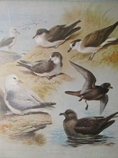 STAMPA FAUNA SELVATICA ~