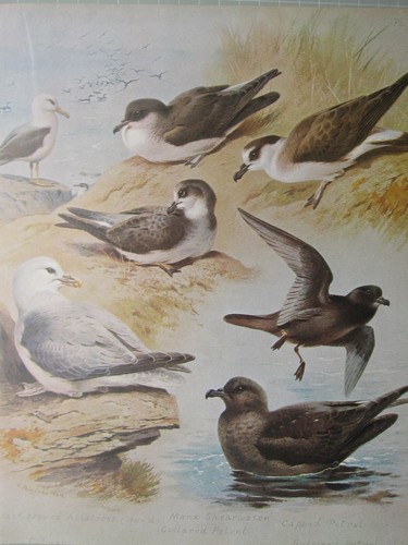 Stampa fauna selvatica - fauna,
