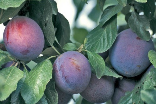 Pianta susino varietà - pianta,