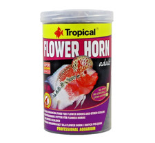 Flower Horn adult Tropical
