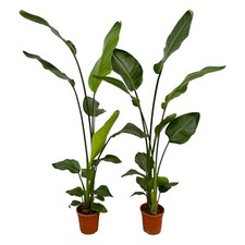 2 x Strelitzia Nicolai