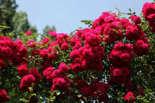 Rosa rampicante rosso - rosa,