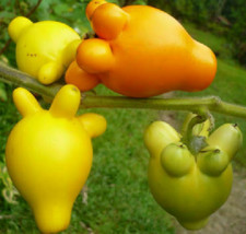 10 Semi Di Solanum Mammosum -