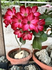 Adenium Obesum Bonsai / Rosa Del Deserto
