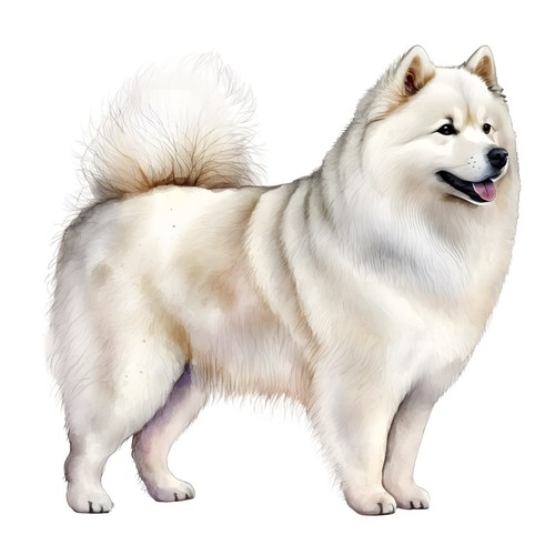 Adesivi samoiedo cane - adesivi,