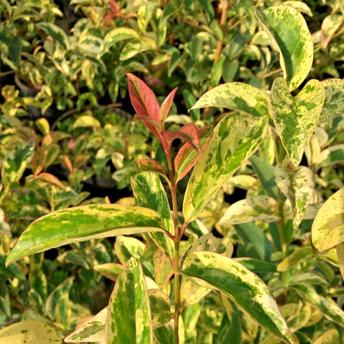 Ligustrum japonicum seshat - japonicum,