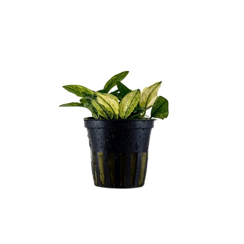 Pianta acquario anubias - pianta, da