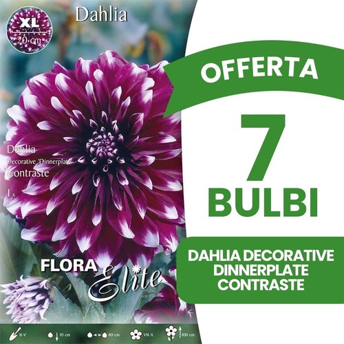 Offerta bulbi dahlia - offerta,