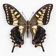 Papilio Machaon Ippocrate