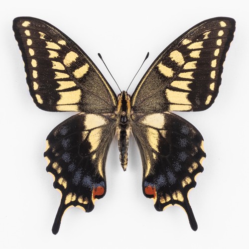 Papilio machaon ippocrate - machaon,
