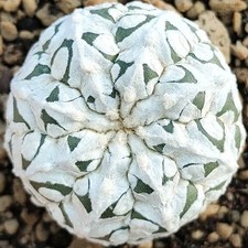 Astrophytum asterias V-TYPE