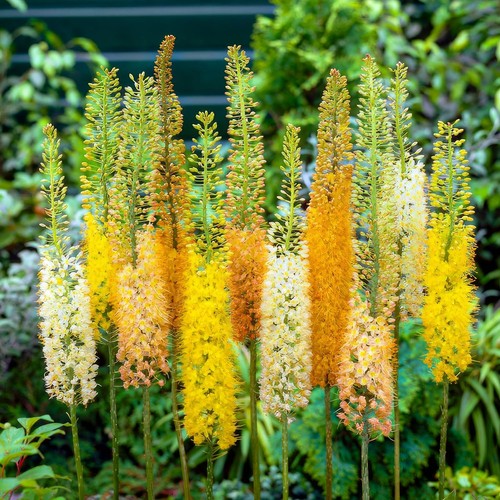 Piante eremurus coda di - eremurus,