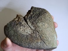 *XL Plesiosaur* Marine