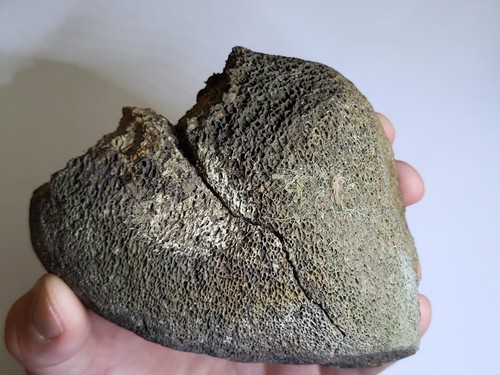 Large plesiosaur marine - large,