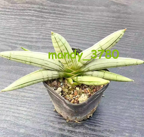 Rara pianta succulenta - pianta, bianca