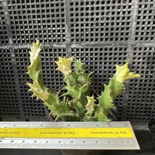 Euphorbia Tortirama Aurea