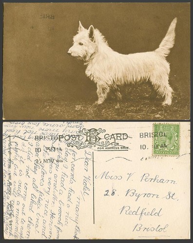 West highland white - west, terrier