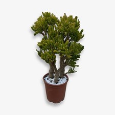 Pianta grassa crassula - grassa, di