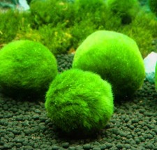 Marimo Alga palla Cladophora aegagropila pianta vera ornamentale