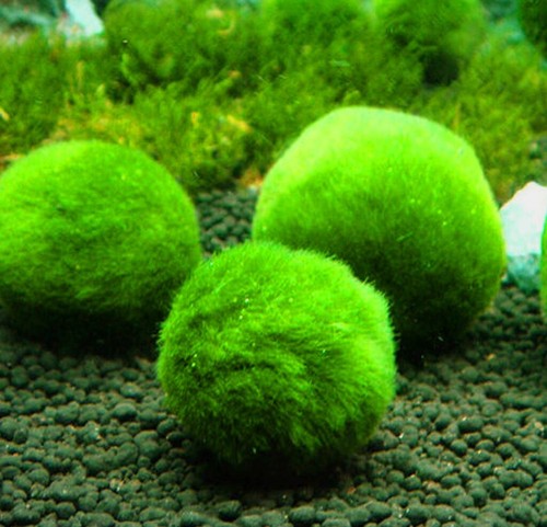 Marimo alga palla - marimo, cladophora